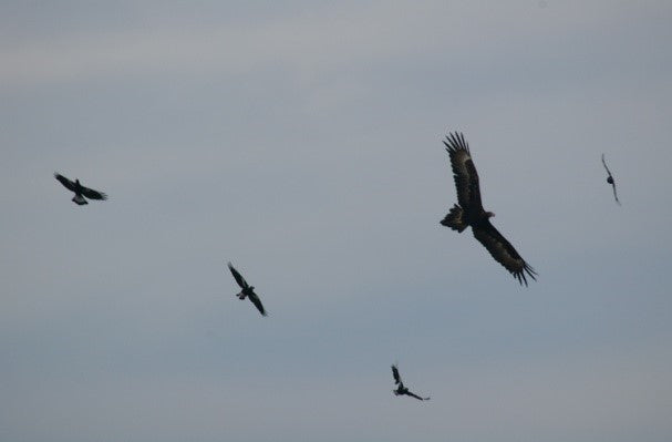 Magpies Chase Eagle